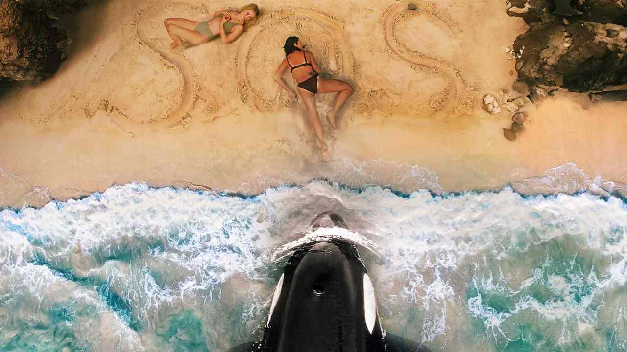 Cá Voi Sát Thủ - Killer Whale